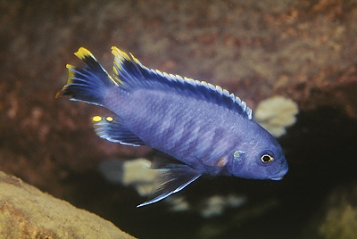 Petrotilapia microgalana 'Lion's Cove'
